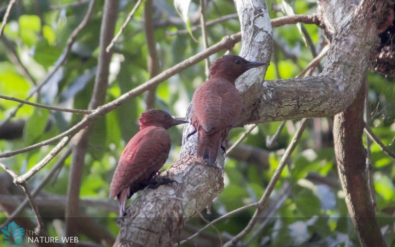 Rufous Woodpecker